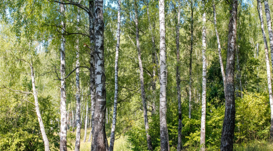 La mise à blanc de notre bois : une décision difficile pour permettre la régénération naturelle