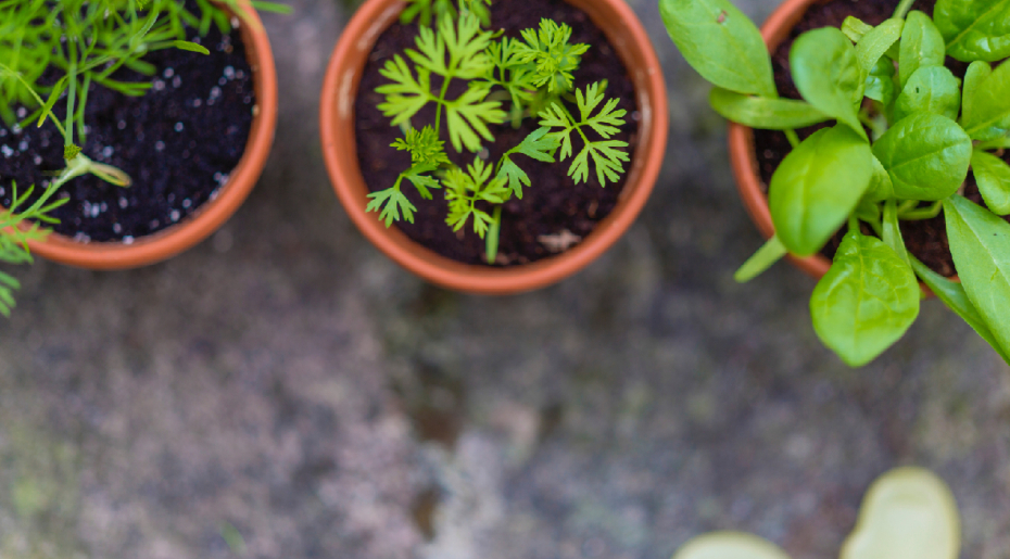 🌿 Quand tout déborde au jardin : cultiver l’équilibre dans le réel